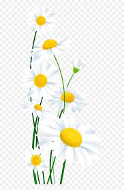Choose from 250+ daisy flower graphic resources and download in the form of png, eps, ai or psd. Daisies White Flowers Background Hd Png Download Vhv