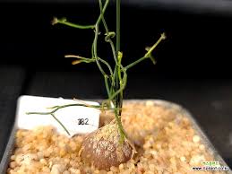 Image result for Schizobasis intricata