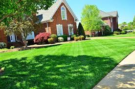 Check spelling or type a new query. Evergreen Lawn Care