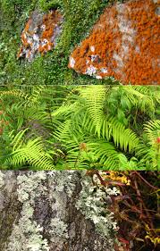 Biodiversity Training Institute Sikkim India By Architecture Brio Biodiversity Landscape Architecture Sikkim