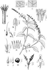 Image result for Megalochlamys revoluta
