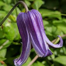Image result for Clematis pulchra