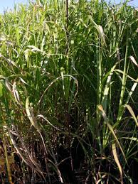 Miscanthus (miscanthus x giganteus) is a woody perenial grass of asian descent, that when established, will grow about 111/2' yearly. Riesen Chinaschilf Aksel Olsen Beste Sorten Stauden Wissen
