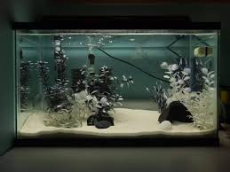 Black And White Tank Fish Tank Shrimp Tank Betta Fish