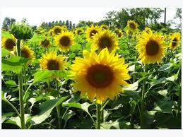 Terdapat 45 varieti atau kultivar tanaman sunflower diseluruh dunia didaftarkan dengan royal horticulture yang dikomersilkan. Sunflower Cultivation Information Guide