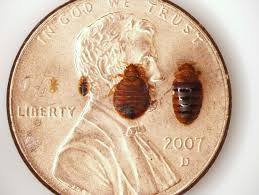 Here You Can See Bedbugs At Different Life Stages In