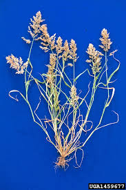 Image result for Eragrostis cilianensis