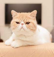Buying an exotic shorthair is an exciting time. Exotic Kittens For Sale Adoptapet Com