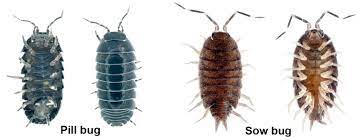This creepy crawlies eat mostly debris, so they are quite good for gardens and natural settings. How To Easily Get Rid Of Pill Bugs Aka Roly Poly And Sowbug