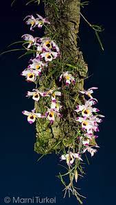 Pin On Orchids