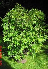 Image result for dipladenie amonea