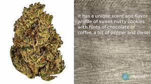 Zookies is a hyrbid marijuana strain made by crosssing animals cookies and original glue. Zookies Strain Hybrid Cannabis Video Thc Terpenes Hytiva
