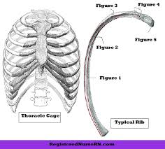 The shaded areas indicate the extent of the pleural cavities not filled by the lungs. Rib Bone Anatomy Quiz