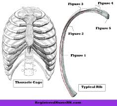 The first seven are connected behind with the vertebral column. Rib Bone Anatomy Quiz