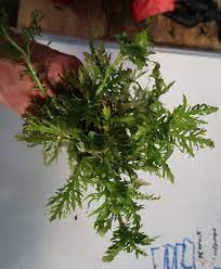 Water Wisteria Aka The Hardiest Hygrophila Hygrophila Difformis Planted Aquarium Hardy Plants Plants