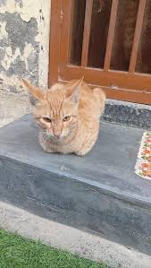 Image result for mookdfjlal