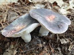 Image result for Russula variata