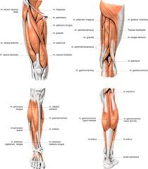 Related posts of muscle diagram leg. Leg Muscle Anatomy Photos Royalty Free Images Graphics Vectors Videos Adobe Stock