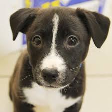 Uptown puppies receives applications constantly from breeders wishing to join our network, yet less than 10% of these applications are approved. Help And Advice Dogs Trust