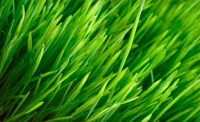 Use greenpal and get lawn service today online. Lawn Care Mckinney Tx Cititurf Lawn Care