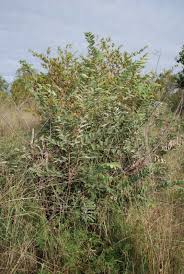 Image result for Grewia monticola