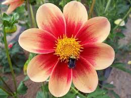 Raeann S Peach 1 Growing Dahlias Dahlia Garden Theme