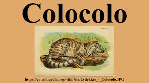 Also, found from 0 to 5704 masl in a great variety of habitats such as: Colocolo Youtube