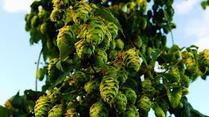 Der hopfen (humulus lupulus) gehört zur familie der hanfgewächse (cannabaceae). Hopfen Anpflanzen Darauf Musst Du Bei Standort Und Pflege Achten Utopia De