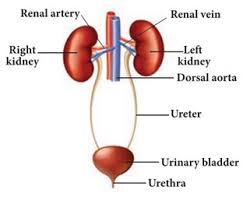 It consists swelling at the base called carotid labyrinth. The Excretory System Of Humans Kidney Ureters Bladder