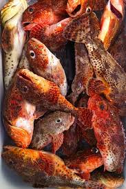 I ate 4 or 5 of those tacos and i'm still here. Removing Sculpin Spines California Scorpionfish Bloodydecks