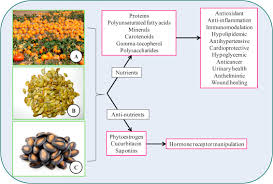 Image result for Cucurbitaceae