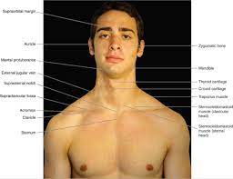 What is chest wall anatomy? Atlas Of Surface Anatomy Hadzic S Peripheral Nerve Blocks And Anatomy For Ultrasound Guided Regional Anesthesia 2nd