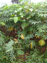 Image result for Ancylobothrys amoena