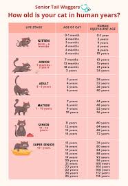 Learn the 12 months of the year in english. How Old Is My Cat In Human Years Senior Tail Waggers