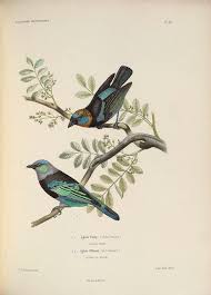 Image Result For Botanical Bird Illustrations Bird Illustration Vintage Bird Illustration Animal Illustration