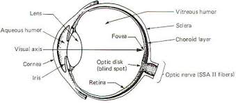 Image result for Optical Reflex