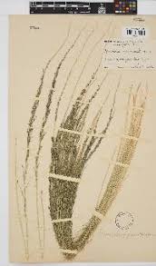 Image result for Sporobolus welwitschii