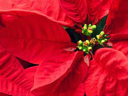 Nochebuenas Lovely Flowers Wallpaper Flowers Flower Wallpaper