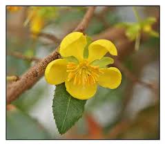 Image result for Ochna pretoriensis
