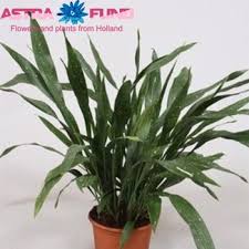 A large specimen can cost in the $100 range. Aspidistra Milky Way