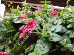 Image result for ostruhatka