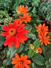 4 pack flower window box plastic rectangular window planters with 20 plant labels and trays vegetables growing container garden flower plant pot for balcony, windowsill, patio, garden. 10 Sun Loving Flowers For The Ultimate Window Box Recipe Plaids And Poppies