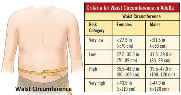 Assessing Health Risk: BMI, Waist-to-Hip Ratio, and Waist Circumference  Explained – Transformation Weight Control