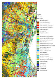 Image result for Diheteropogon