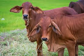 The brahman breed (also known as brahma) originated from bos indicus cattle from india, the sacred cattle of india. Brahman Cattle Karoo Livestock Exports