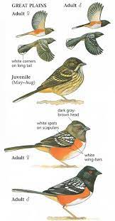 Spotted towhee | audubon field guide a widespread towhee of the west, sometimes abundant in chaparral and on brushy mountain slopes. Spotted Towhee Aves