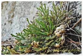Image result for Selaginella cathedrifolia