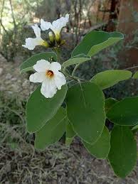 Image result for Cordia mukuensis