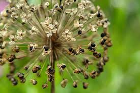 Many kinds exude a similar spicy smell, if the peduncles are the allium giganteum can grow up to a height of 150 centimeters, which is why this extremely popular kind has the nickname giant allium. Collect Allium Seeds Bbc Gardeners World Magazine