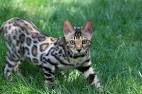 Two male Bengal cats up for adoption - UNITED STATES, Elk ...